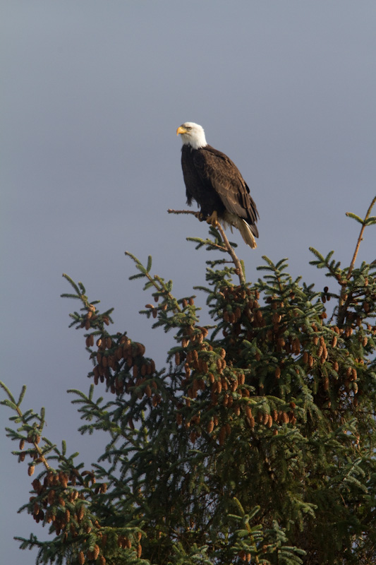 Bald Eagle